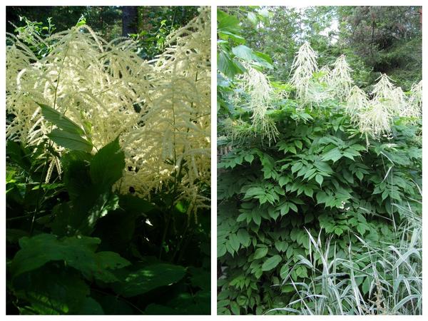 Волжанка обыкновенная (Aruncus dioicus), справа - Aruncus dioicus  var. acuminatus