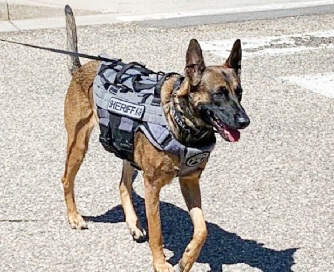 Собака на поводку 