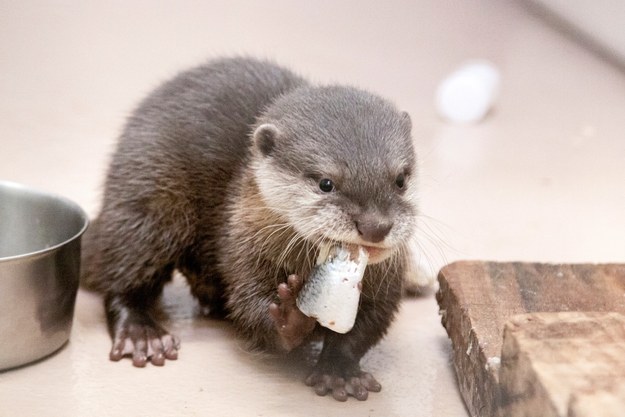 This baby otter who is having a yummy breakfast.