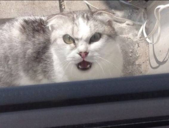 12 котов, которые разбавили серые будни своих хозяев 