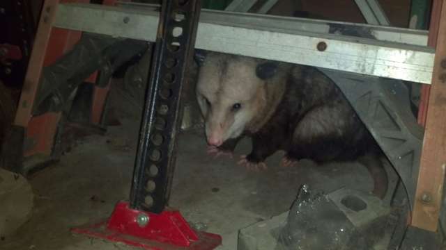 опоссум в гараже