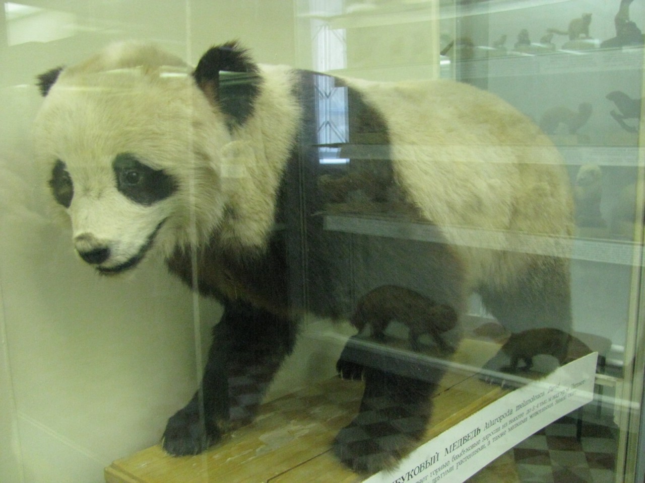 зоологический музей санкт петербург экспонаты