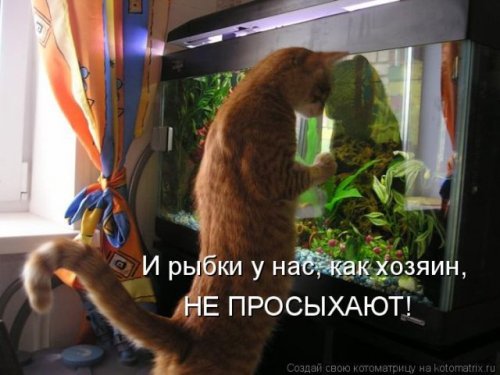 Новая котоматрица (36 фото)