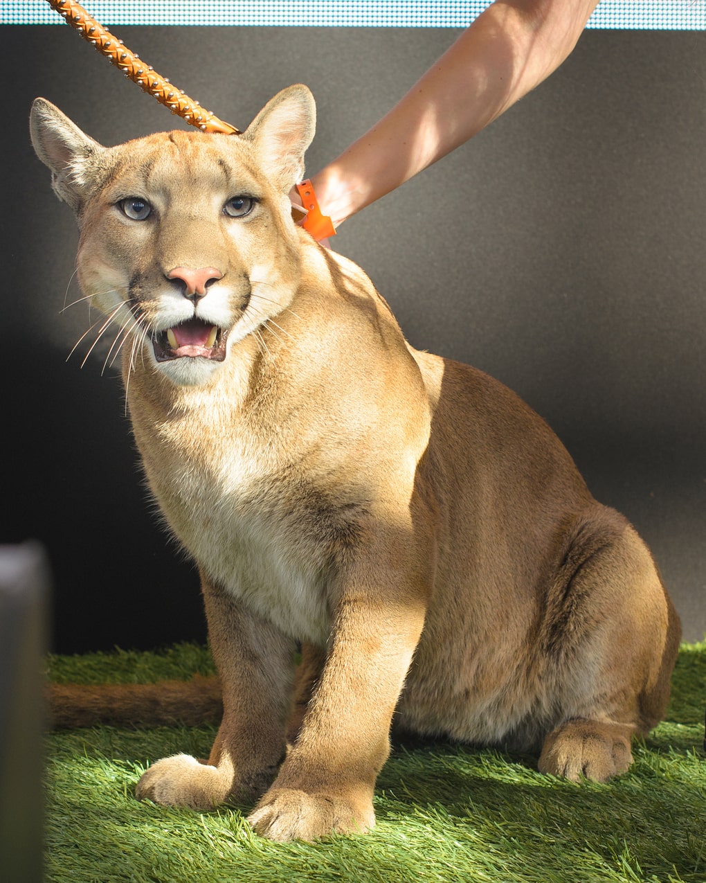 Пара забрала пуму из саранского контактного зоопарка и превратила её в разбалованного домашнего кота Пара забрала пуму из саранского контактного зоопарка и превратила её в разбалованного домашнего кота животные