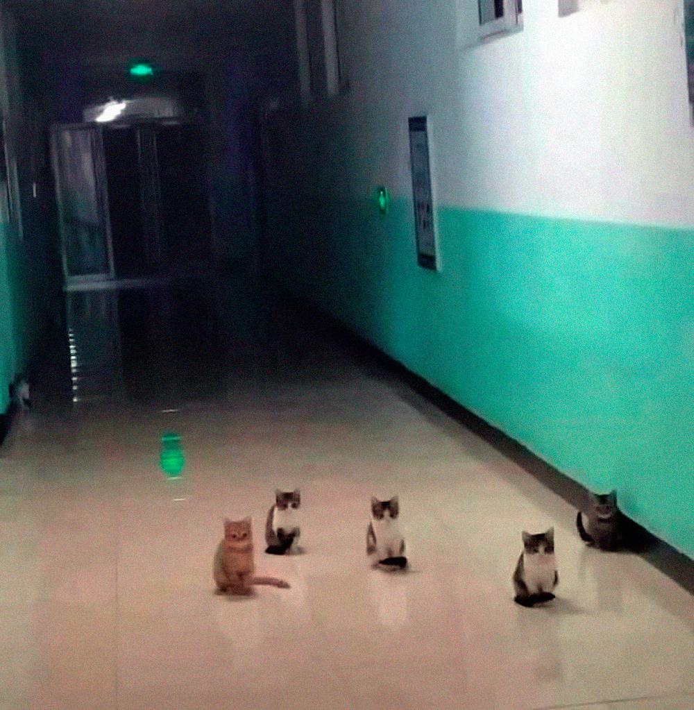 Смешные фото животных с очень грозным видом evergreen,format-article,noindex,Развлечения