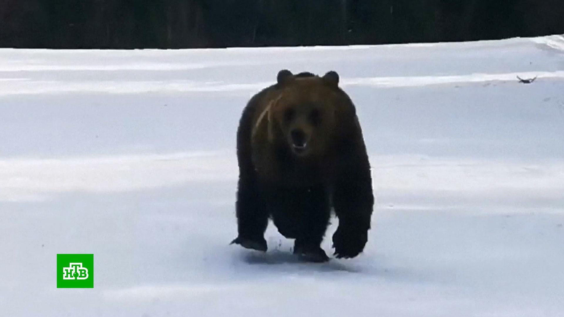 Медведь в румынии