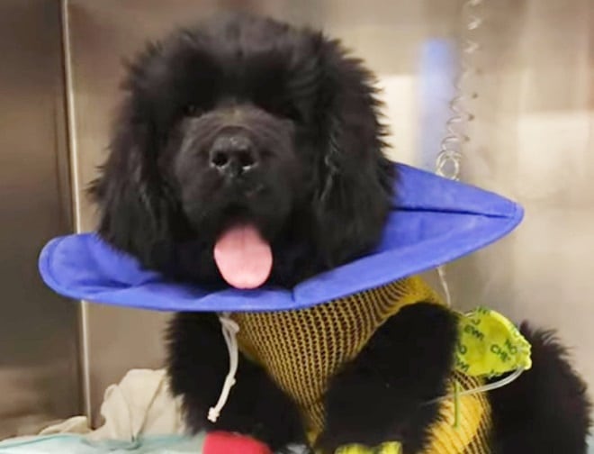 Собака с языком