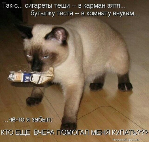 Муркотушки! демотиваторы,животные,позитив,Смешные животные