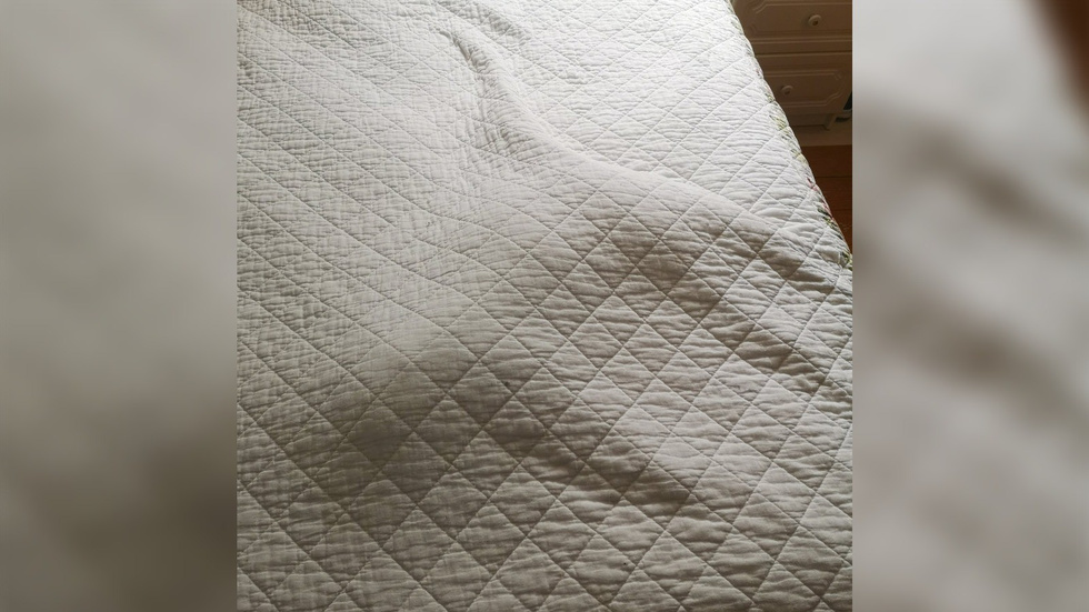 10 фото, к которым нужно как следует приглядеться, чтобы найти котика 10 фото, к которым нужно как следует приглядеться, чтобы найти котика