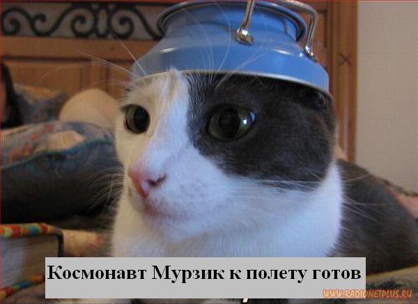 Котоматрица Мысли вслух Котоматрица Мысли вслух