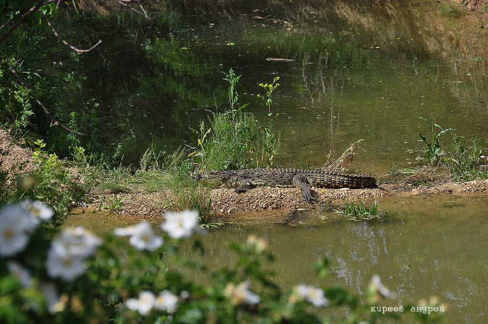 парк львов Тайган