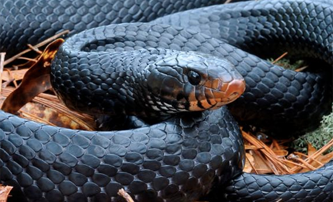 Считавшуюся исчезнувшим видом змею встретили во второй раз за 60 лет