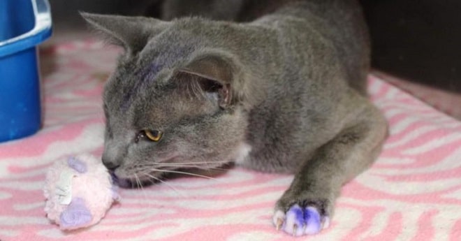 Кот затаился