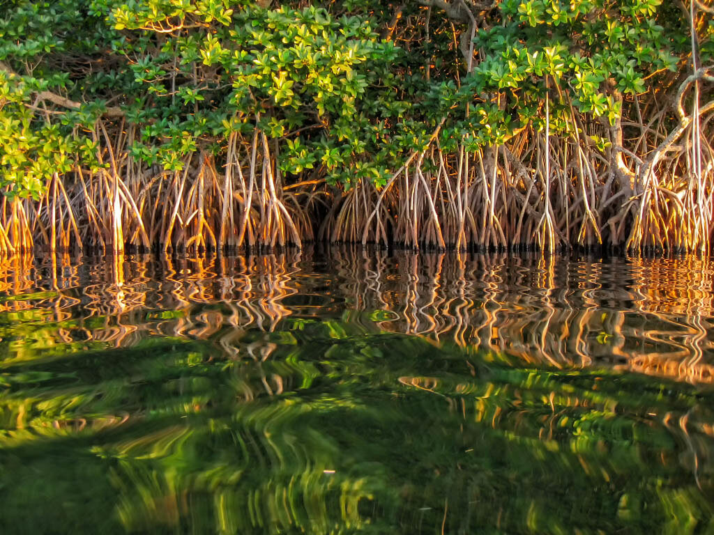 Молочные мангровые заросли 