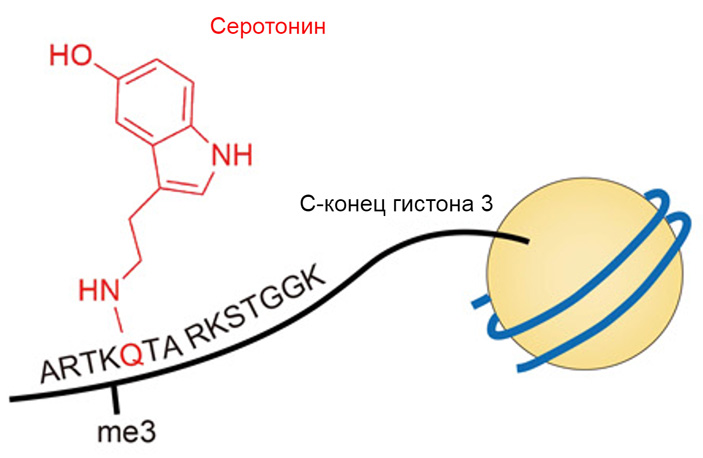 <b>Рис. 2.</b> Схема серотонилирования гистона