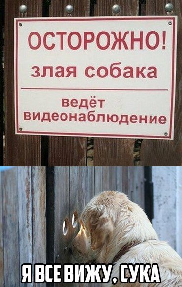 Веселые фото приколы и милые картинки с надписями 