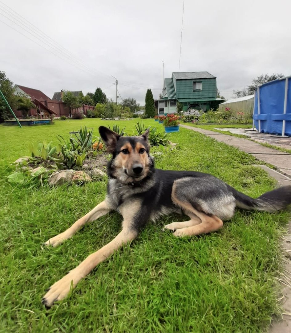 собака на прогулке