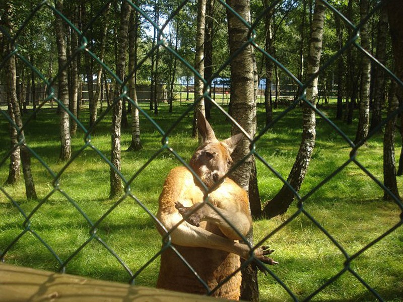 Фотография: Животные, которые не сомневаются в своей крутости №17 - BigPicture.ru