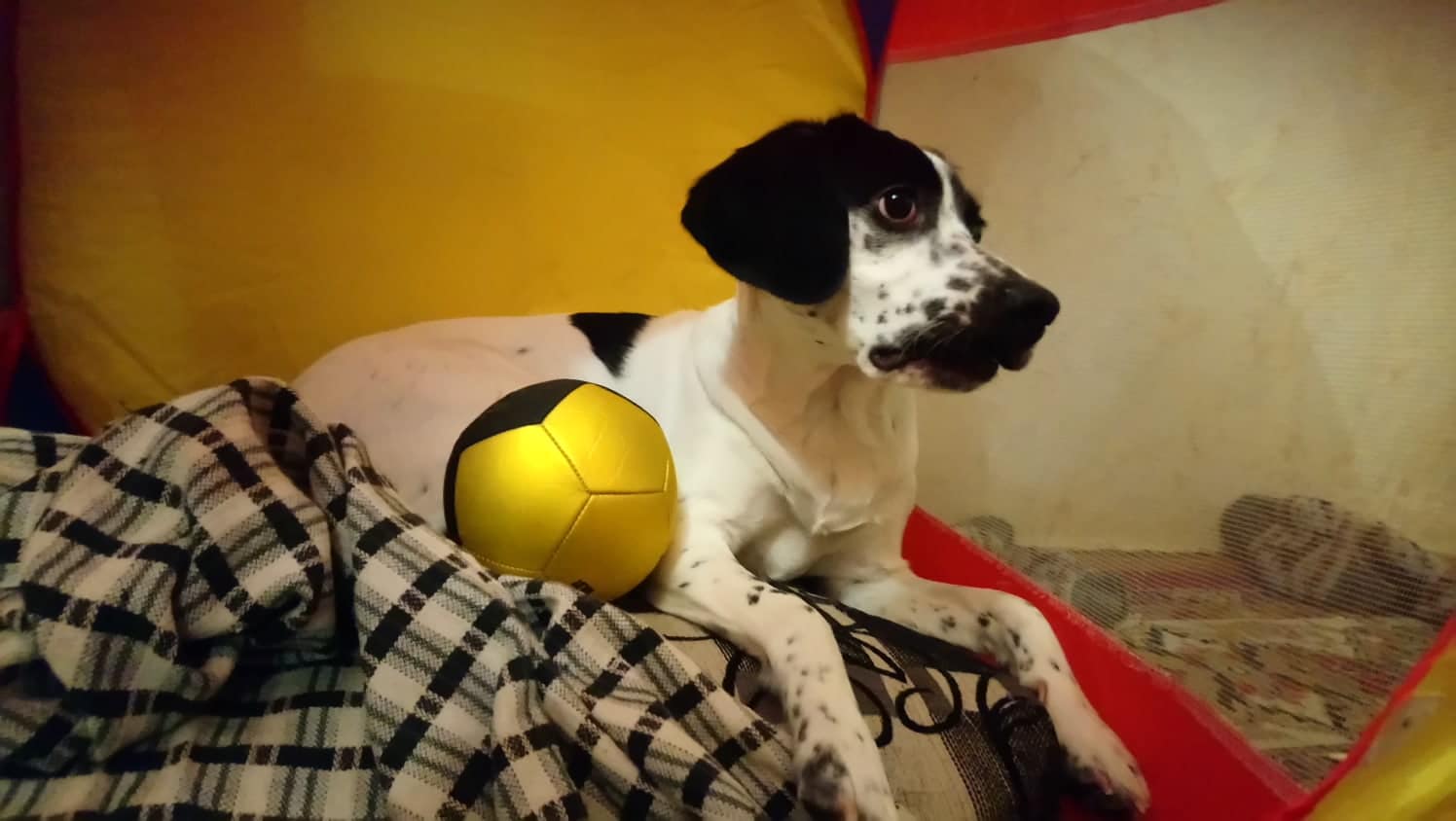 собака с мячом