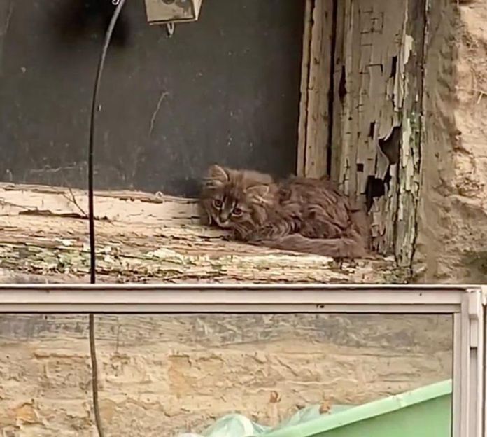 Без кота и жизнь не та