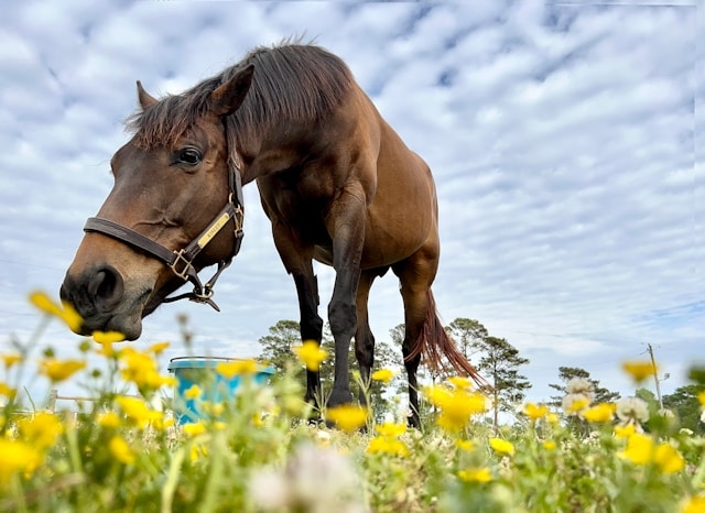 В Ставрополье прокуратура заинтересовалась жестоким обращением с лошадьми на конном заводе
