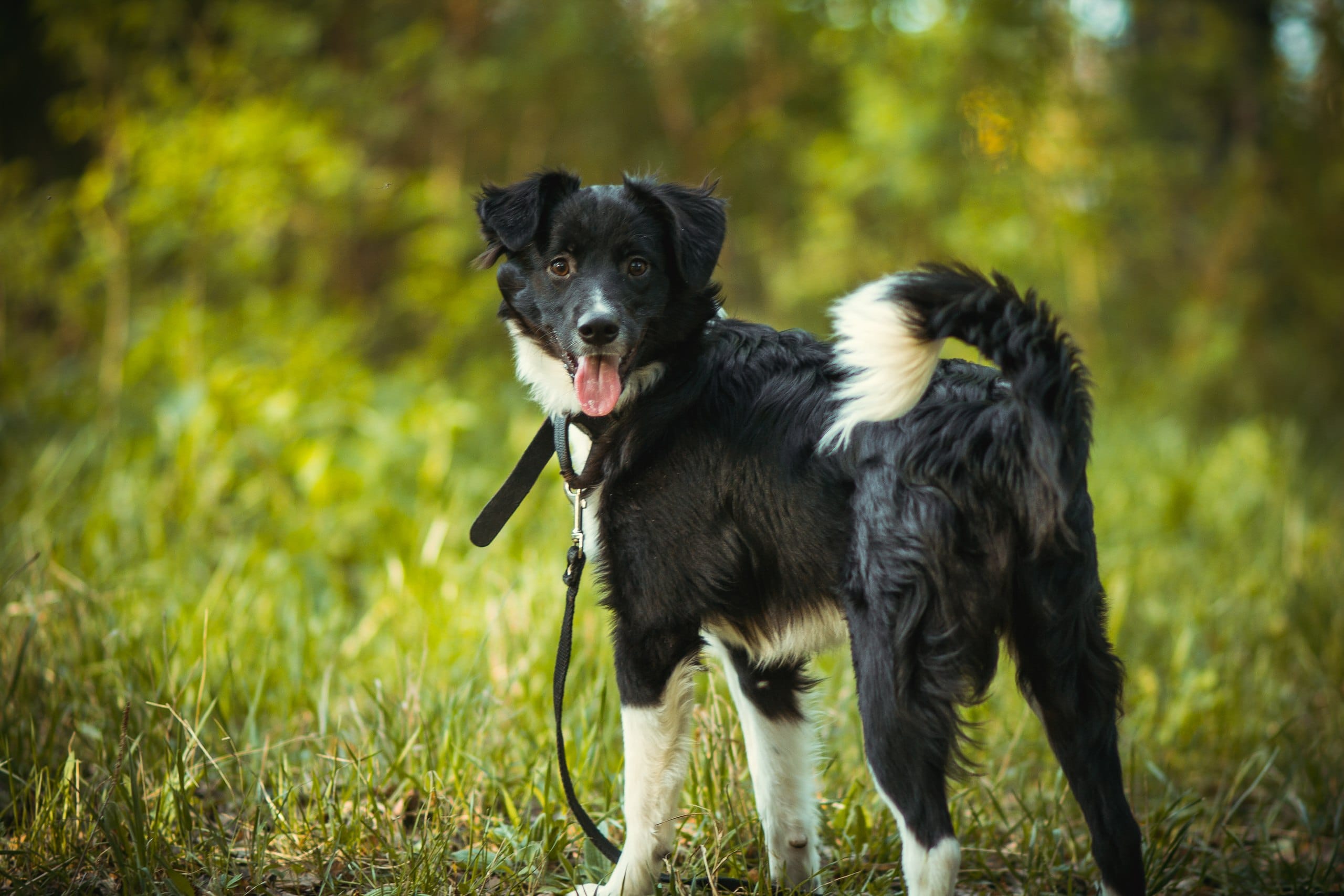 собака на прогулке