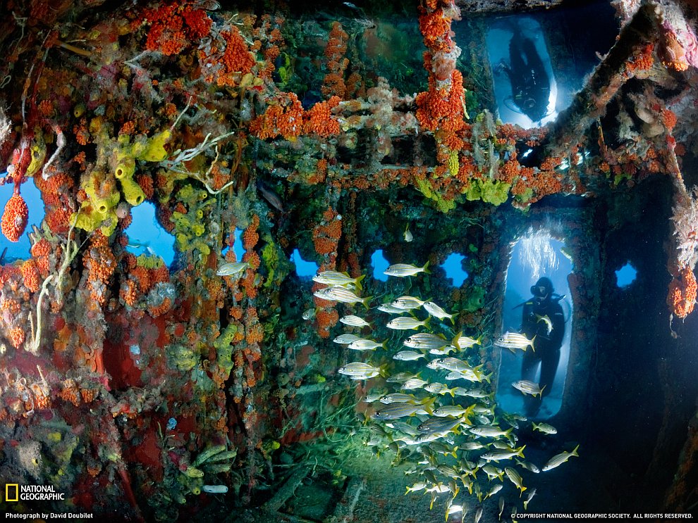 Удивительный подводный мир David, метров, Brian, акула, самые, скатов, длина, сильно, крупный, морских, также, достигает, самый, питается, встречаются, Медузы, около, медуз, очень, который