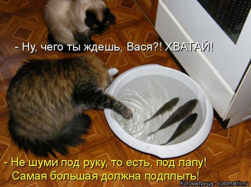 Котоматрицы недели прикольные картинки