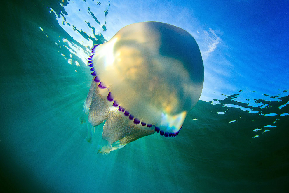 Медузы в фотографиях