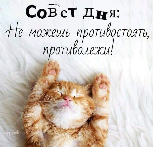Муркотушки! демотиваторы,животные,позитив,Смешные животные