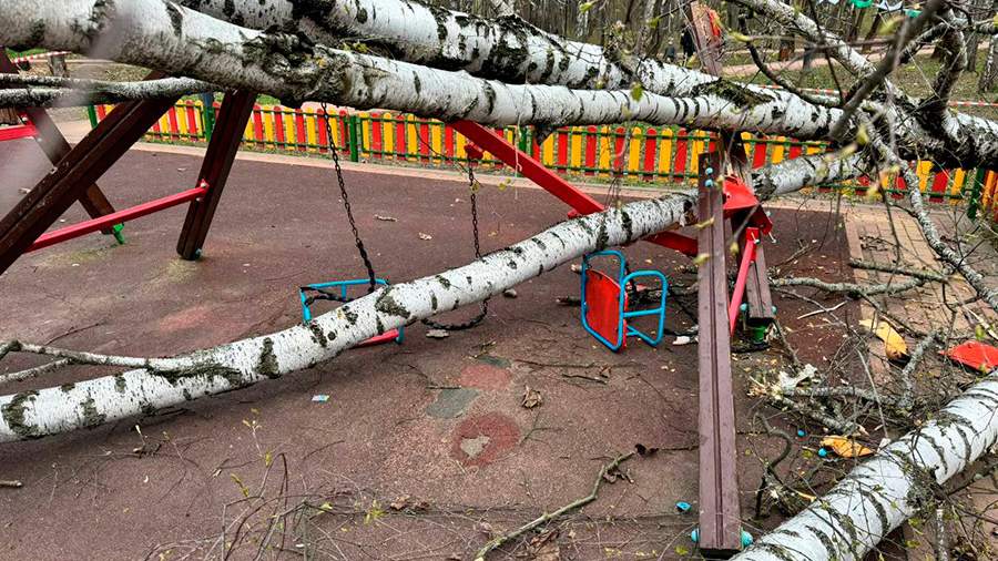 Бастрыкин потребовал доклад о расследовании падения дерева на ребенка в Красногорске