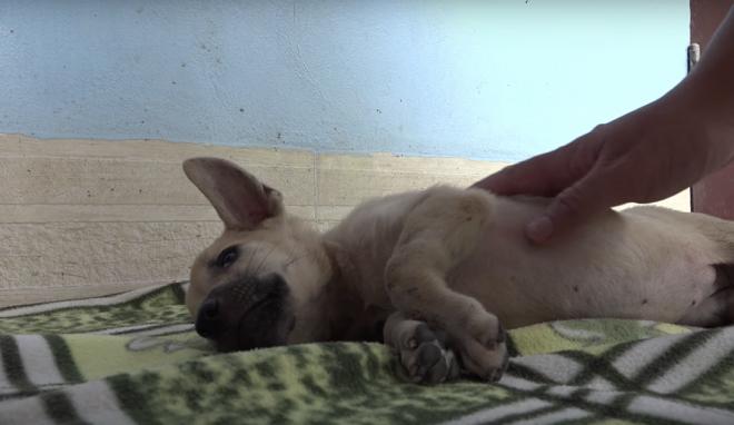 Щенок на одеяле