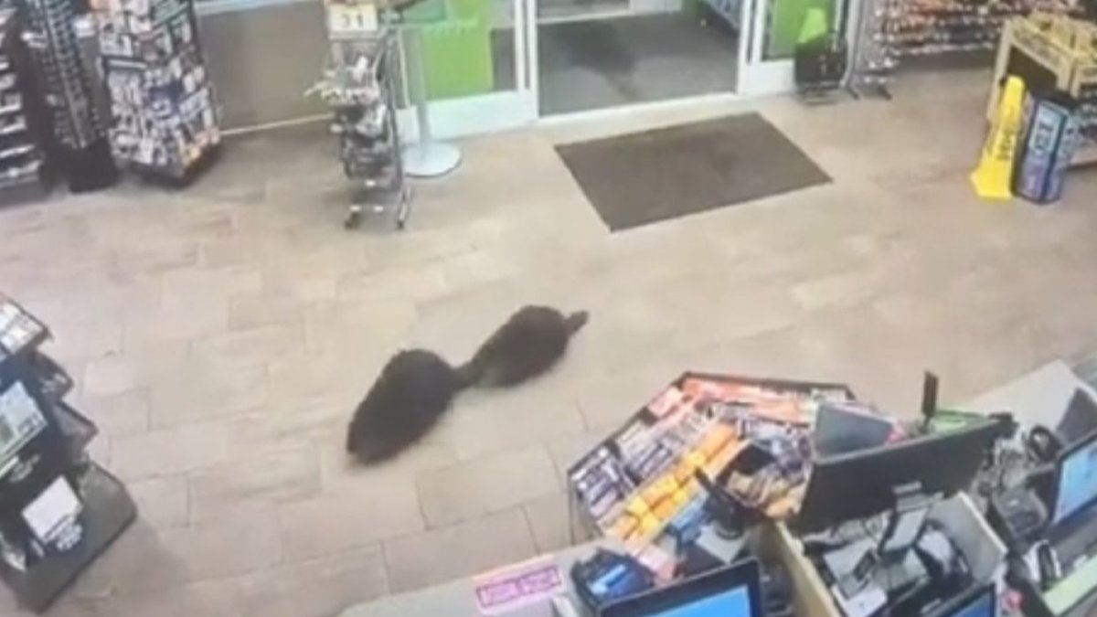 Бобры зашли в супермаркет за продуктами