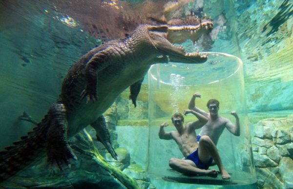 Экстремальный аттракцион Crocosaurus Cove в Австралии