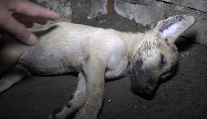 Обессиленный щенок