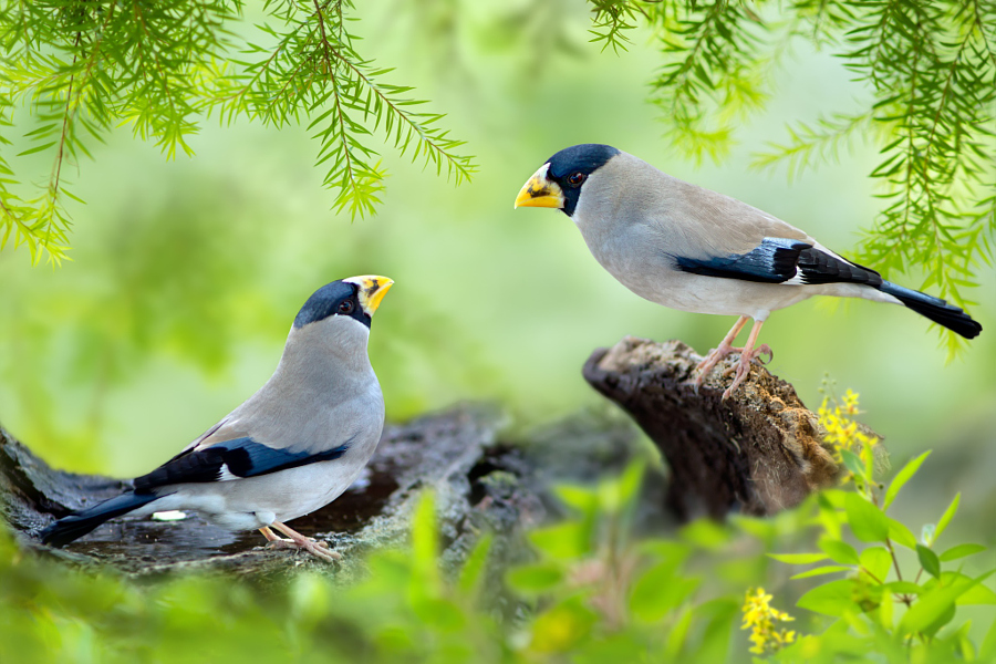 ～ When I Look At You ～, автор — FuYi Chen на 500px.com