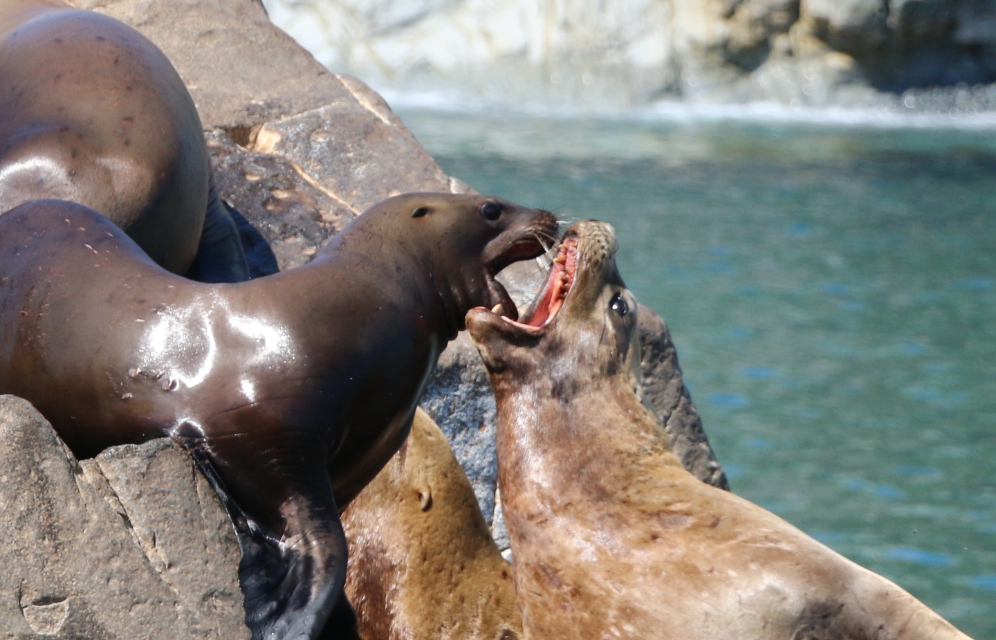 Камчатка. Часть 1-я. Вдоль камчатского берега - великолепие пейзажей и удивительный животный мир прибрежных вод. 