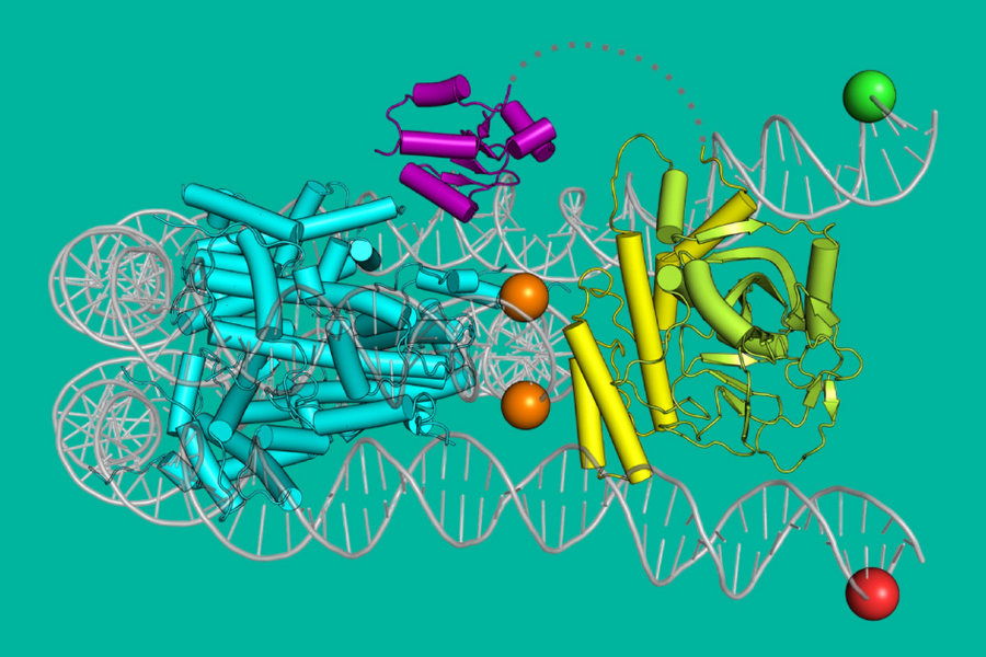 В МГУ разработана компьютерная модель «починки» ДНК для создания противоопухолевых препаратов