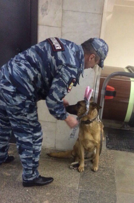 Для борьбы с "зайцами" в общественном транспорте, нужно думать как "заяц"  полиция, прикол, юмор