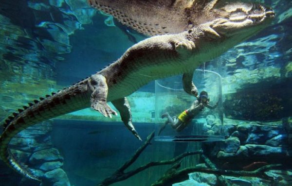 Экстремальный аттракцион Crocosaurus Cove в Австралии