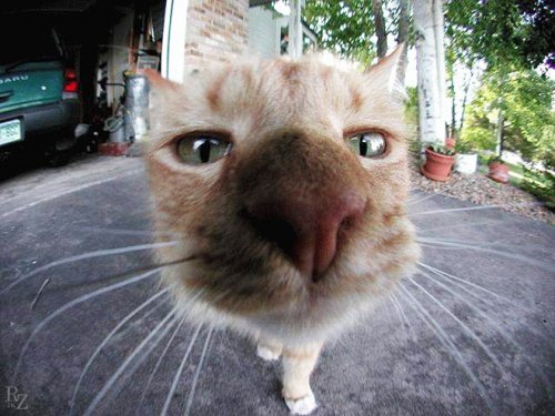 Смешные любопытные кошки, попавшие в объектив фотокамеры Смешные любопытные кошки, попавшие в объектив фотокамеры