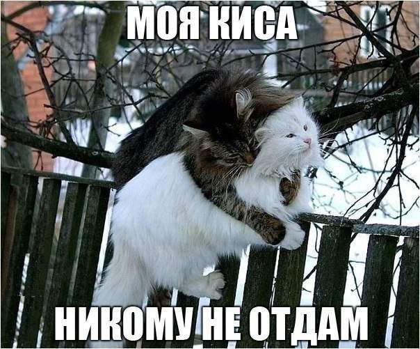 Забавный котопозитив