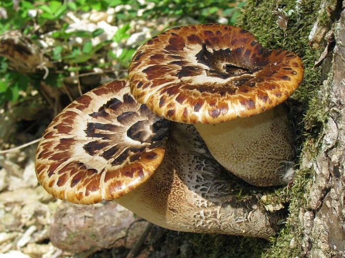 Самые красивые грибы в мире приколы,шикарные фотографии