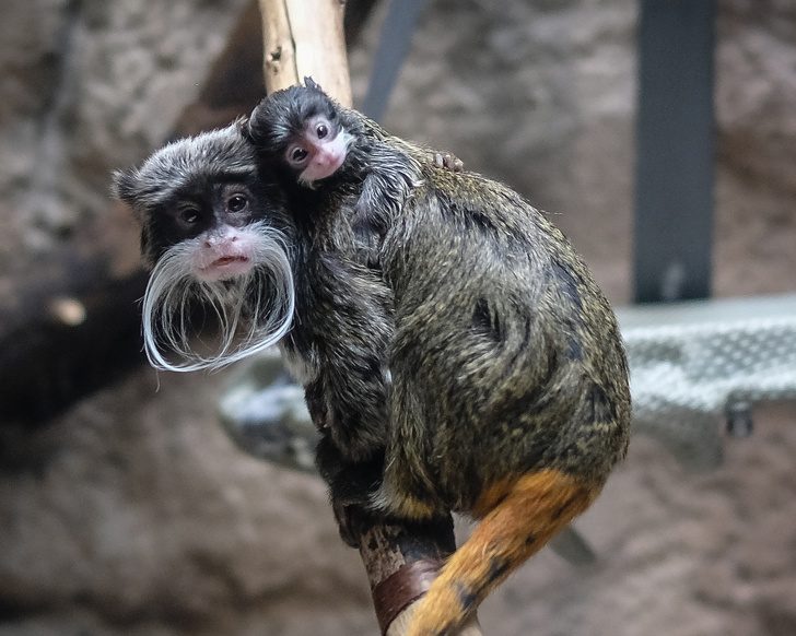 Очаровательные детеныши диких животных Очаровательные детеныши диких животных