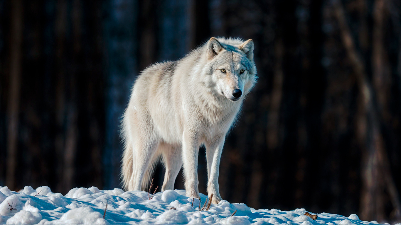 Легенда о Белой Волчице