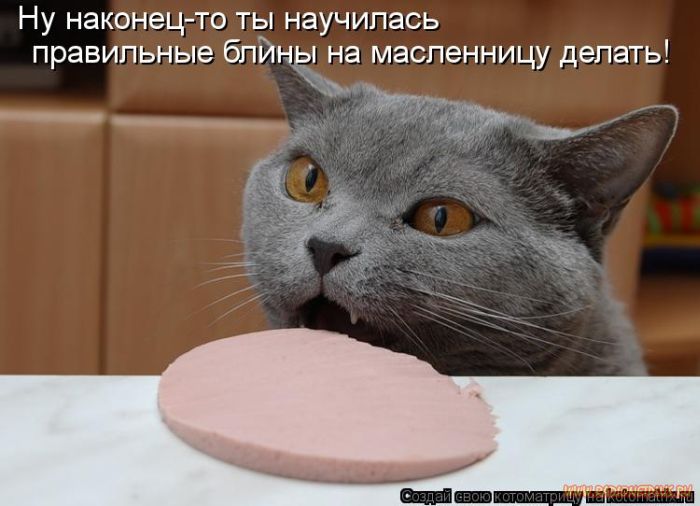 Кошки, такие кошки!