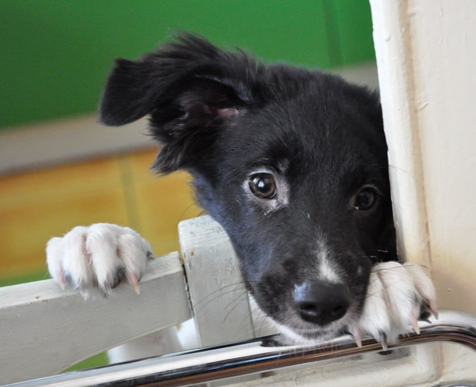 щенок в доме