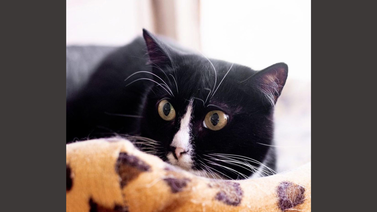Создатели Дома для кошек «Кисс ми» объяснили, можно ли брать домой животное с улицы