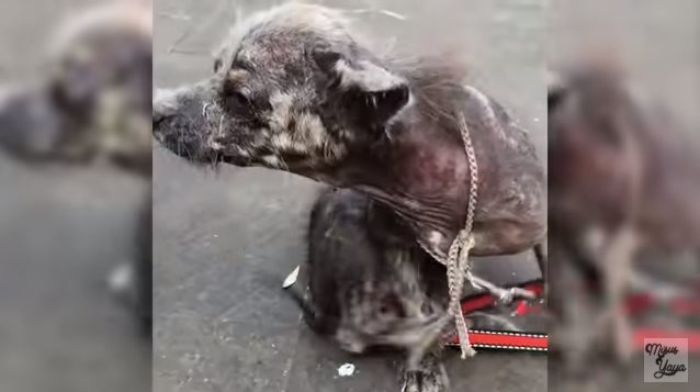 Ветеринары разводили руками, а спасатели боялись подойти и прикоснуться к этому малышу. Но Вы только посмотрите, как он выглядит сейчас!