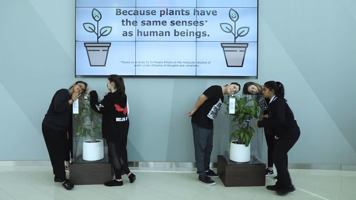 В одной из школ ОАЭ поставили два одинаковых растения ikea, растение, результат, травля, ученик, школа, эксперимент